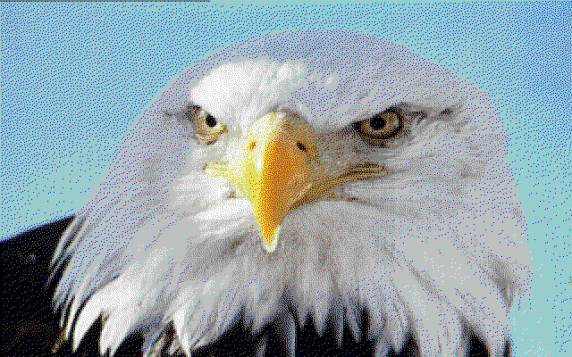 Close-up of a bald eagle